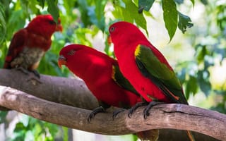 Картинка Красные попугаи сидят на ветке под зелеными листьями
