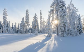 Картинка Высокие заснеженные деревья солнечным зимним днем