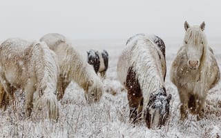 Картинка Покрытые снегом лошади с пасутся на зимнем поле