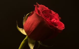 Картинка Красивая алая английская роза на черном фоне