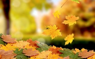 Картинка Опавшие осенние кленовые листья