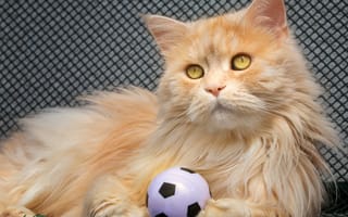 Картинка Большой рыжий кот играет с мячиком