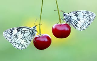 Картинка Две бабочки сидят на красных вишнях