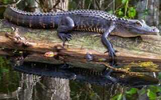 Обои Большой аллигатор лежит на сухом дереве в воде