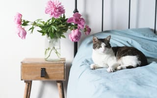 Картинка Кот лежит на большой кровати в комнате с букетом пионов