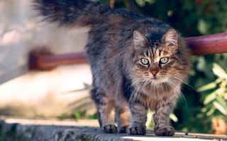 Картинка Пушистая серая кошка с зелеными глазами гуляет на улице