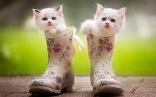Картинка Два маленьких милых котенка сидят в резиновых сапогах