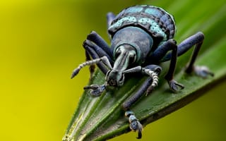 Картинка Большой жук долгоносик на зеленом листе