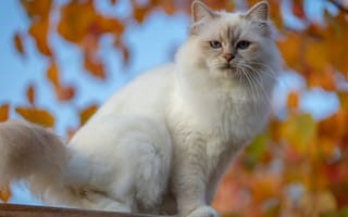 Картинка Красивая породистая белая голубоглазая кошка