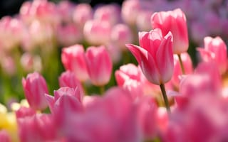 Картинка Розовые тюльпаны в лучах солнца на клумбе
