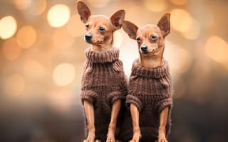 Картинка Две собаки породы чихуахуа в свитерах