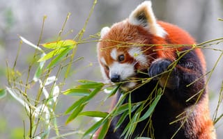 Картинка Малая панда грызет зеленые ветки бамбука