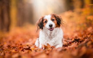 Картинка Собака с высунутым языком сидит на сухих листьях