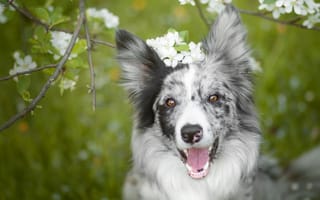Картинка Веселая собака породы бордер колли с открытой пастью