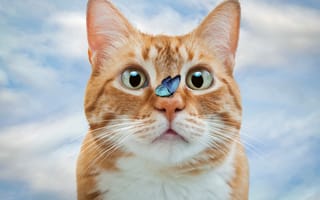 Картинка Смешной рыжий кот с голубой бабочкой на носу
