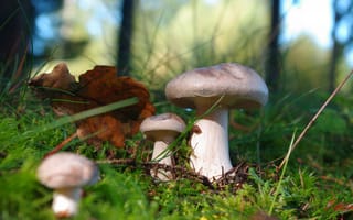 Картинка Красивые лесные грибы на покрытой мхом земле