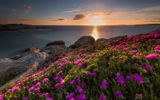 Картинка Розовые цветы на берегу моря на закате солнца