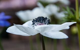 Обои Красивый белый цветок анемоны крупным планом