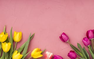 Картинка Желтые и сиреневые тюльпаны на розовом фоне