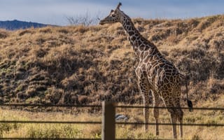 Картинка Большой пятнистый жираф на траве