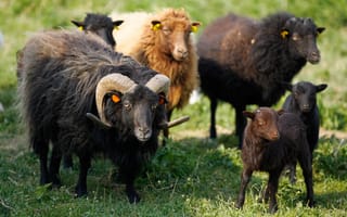 Картинка Черные пушистые овцы пасутся на зеленой траве