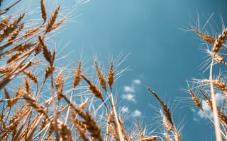 Картинка Колосья пшеницы на фоне голубого неба в лучах солнца