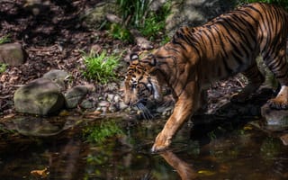 Картинка Большой полосатый тигр идет к водопою