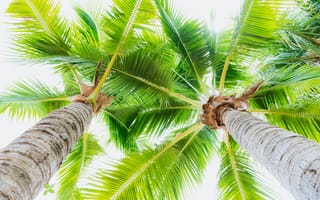 Картинка две зеленые пальмы на пляже, посмотреть снизу