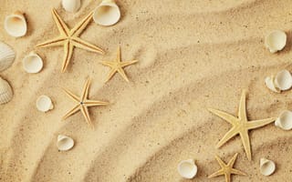 Картинка Морские звезды и белые ракушки на морском песке летом