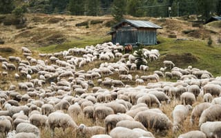 Картинка Стадо овец пасется на природе