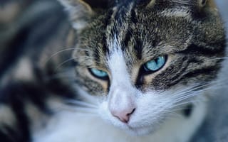 Картинка Морда серой кошки с голубыми глазами