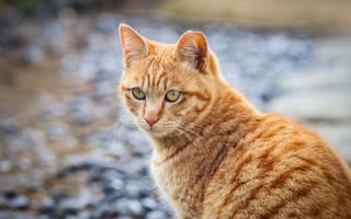 Картинка Полосатый рыжий кот смотрит вдаль