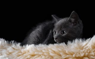 Картинка Маленький британский котенок лежит на меховой подстилке