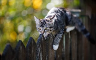 Картинка Серый кот лежит на деревянном заборе