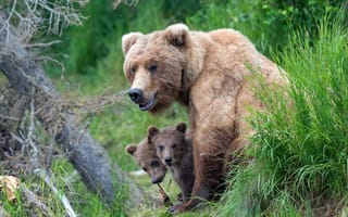 Картинка Бурая медведица с маленькими медвежатами в траве