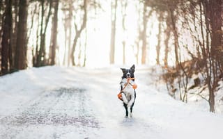 Картинка Собака бордер колли бежит по заснеженной дороге