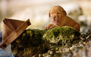 Картинка Маленький забавный щенок лабрадора на камне