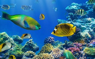 Картинка Разноцветные рыбы под водой в кораллах