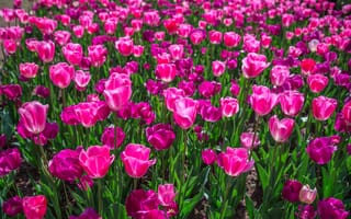 Обои Много красивых розовых тюльпанов на клумбе весной