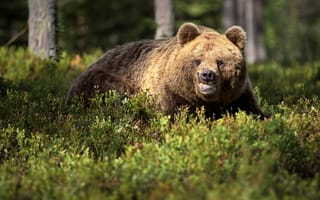 Обои Грозный бурый медведь в зарослях в лесу