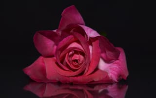 Картинка Нежная красная роза на сером фоне