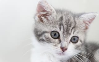 Картинка Морда маленького серого котенка