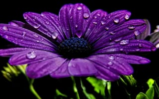 Картинка Фиолетовый цветок с каплями росы на лепестках