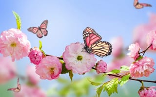 Обои Розовые цветы луизеания на ветке с бабочками