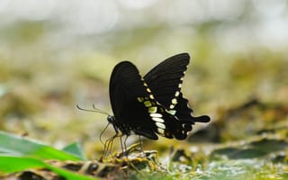 Картинка Черная бабочка сидит на траве