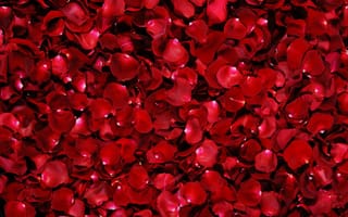 Картинка Много красных лепестков алой розы