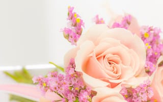 Картинка Кремовая роза с розовыми цветами на белом фоне
