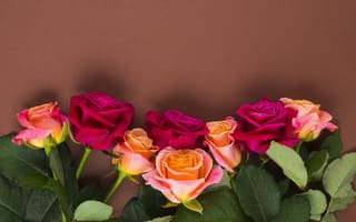 Картинка Нежные разноцветные розы на коричневом фоне
