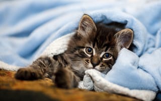 Картинка Маленький серый котенок лежит под голубым покрывалом