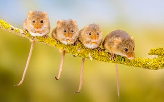 Картинка Четыре маленькие мышки сидят на ветке